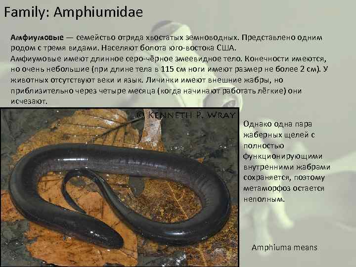Family: Amphiumidae Амфиумовые — семейство отряда хвостатых земноводных. Представлено одним родом с тремя видами.