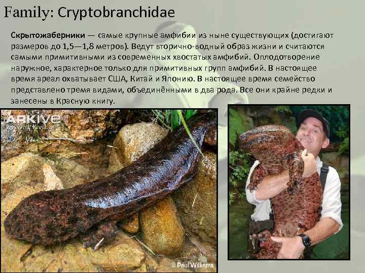 Family: Cryptobranchidae Скрытожаберники — самые крупные амфибии из ныне существующих (достигают размеров до 1,