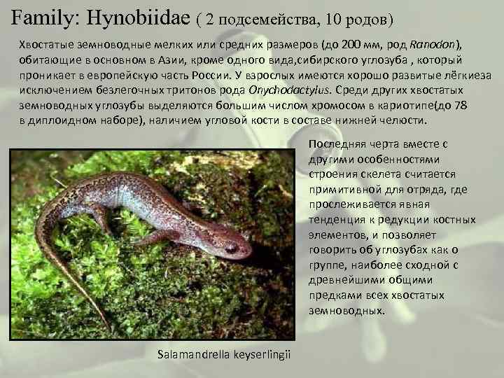  Family: Hynobiidae ( 2 подсемейства, 10 родов) Хвостатые земноводные мелких или средних размеров