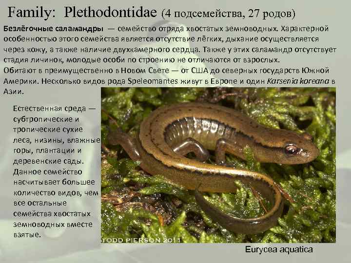  Family: Plethodontidae (4 подсемейства, 27 родов) Безлёгочные саламандры — семейство отряда хвостатых земноводных.