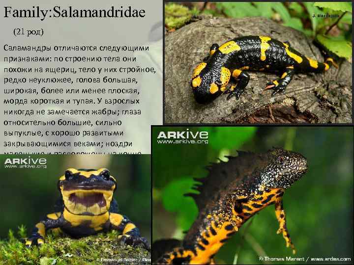 Family: Salamandridae (21 род) Саламандры отличаются следующими признаками: по строению тела они похожи на