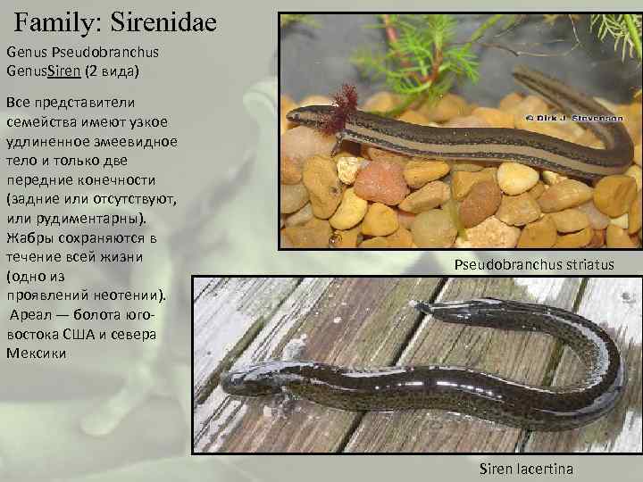  Family: Sirenidae Genus Pseudobranchus Genus. Siren (2 вида) Все представители семейства имеют узкое