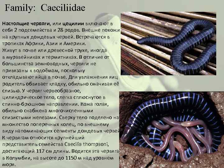  Family: Caeciliidae Настоящие червяги, или цецилии включают в себя 2 подсемейства и 28