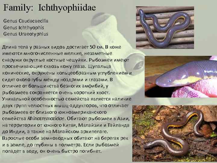  Family: Ichthyophiidae Genus Caudacaecilia Genus Ichthyophis Genus Uraeotyphlus Длина тела у разных видов