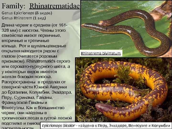 Family: Rhinatrematidae Genus Epicrionops (8 видов) Genus Rhinatrem (1 вид) Длина червяг в среднем