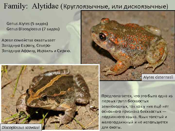  Family: Alytidae (Круглоязычные, или дискоязычные) Genus Alytes (5 видов) Genus Discoglossus (7 видов)