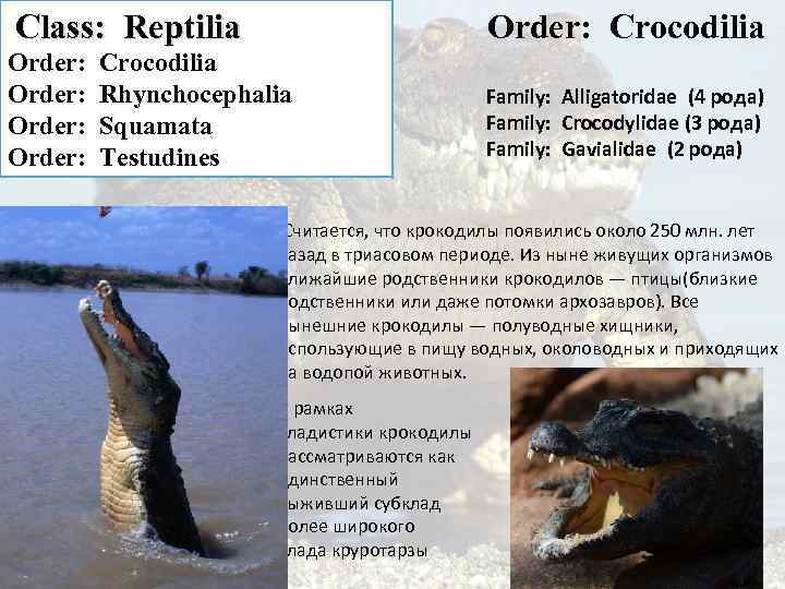  Class: Reptilia Order: Crocodilia Order: Rhynchocephalia Family: Alligatoridae (4 рода) Family: Crocodylidae (3
