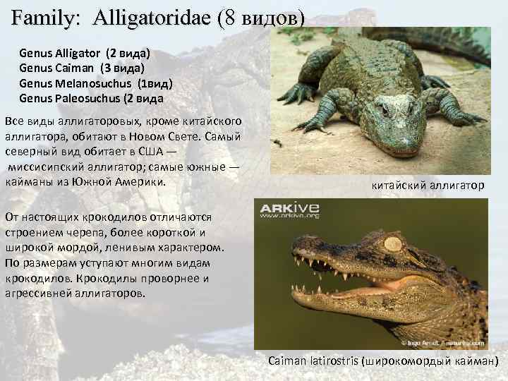  Family: Alligatoridae (8 видов) Family: Alligatoridae Genus Alligator (2 вида) Genus Caiman (3