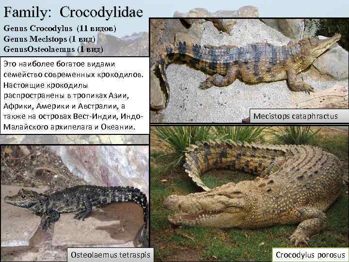 Family: Crocodylidae Genus Crocodylus (11 видов) Genus Mecistops (1 вид) Genus. Osteolaemus (1 вид)