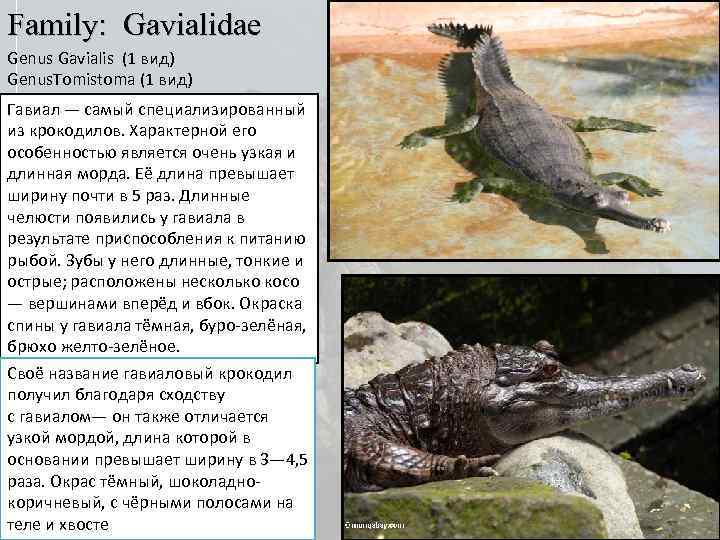 Family: Gavialidae Genus Gavialis (1 вид) Genus. Tomistoma (1 вид) Гавиал — самый специализированный