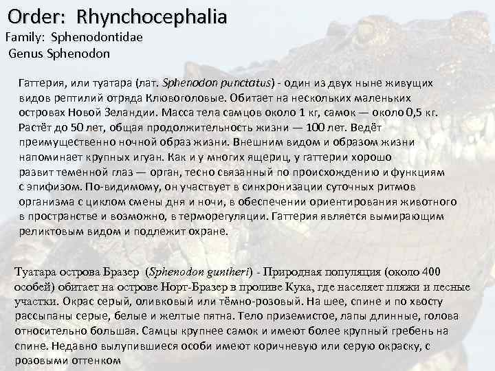  Order: Rhynchocephalia Family: Sphenodontidae Genus Sphenodon Гаттерия, или туатара (лат. Sphenodon punctatus) -