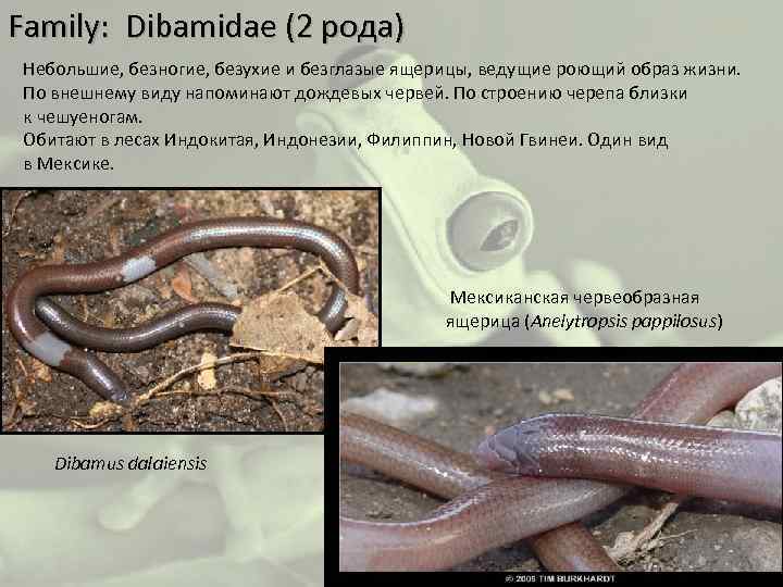 Family: Dibamidae (2 рода) Небольшие, безногие, безухие и безглазые ящерицы, ведущие роющий образ жизни.