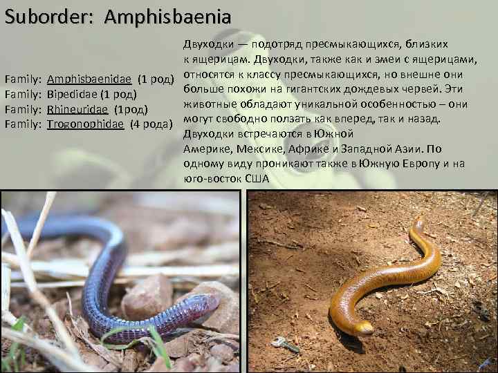 Suborder: Amphisbaenia Двуходки — подотряд пресмыкающихся, близких к ящерицам. Двуходки, также как и змеи