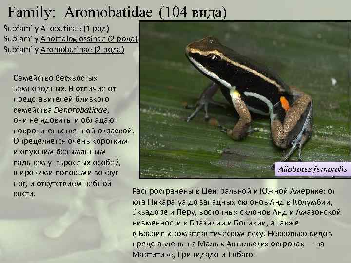  Family: Aromobatidae (104 вида) Subfamily Allobatinae (1 род) Subfamily Anomaloglossinae (2 рода) Subfamily