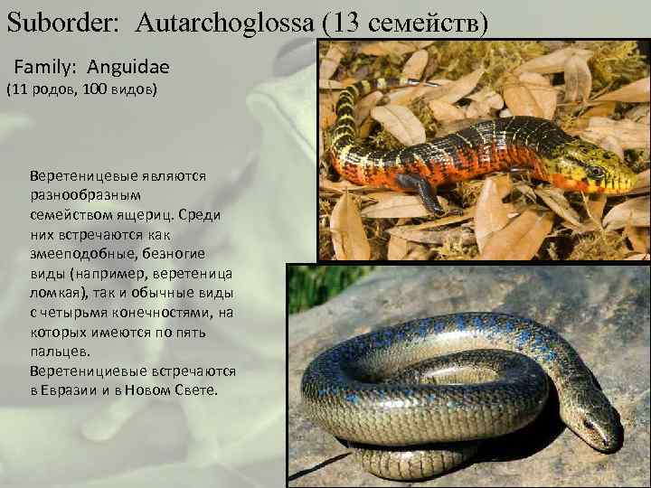 Suborder: Autarchoglossa (13 семейств) Family: Anguidae (11 родов, 100 видов) Веретеницевые являются разнообразным семейством
