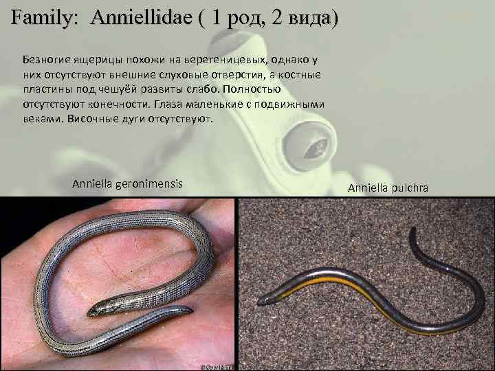  Family: Anniellidae ( 1 род, 2 вида) Безногие ящерицы похожи на веретеницевых, однако