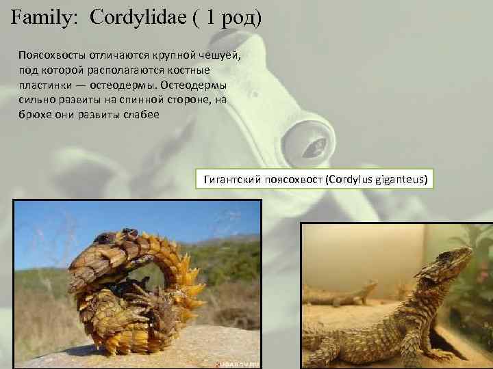  Family: Cordylidae ( 1 род) Поясохвосты отличаются крупной чешуей, под которой располагаются костные