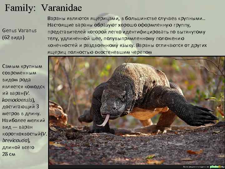  Family: Varanidae Genus Varanus (62 вида) Вараны являются ящерицами, в большинстве случаев крупными.