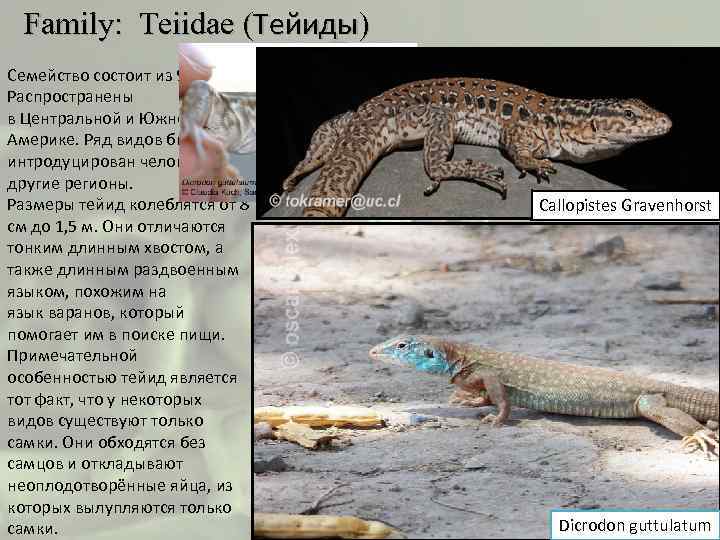  Family: Teiidae (Тейиды) Семейство состоит из 9 родов. Распространены в Центральной и Южной
