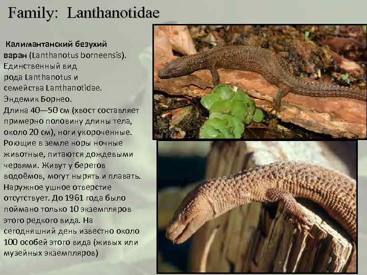  Family: Lanthanotidae Калимантанский безухий варан (Lanthanotus borneensis). Единственный вид рода Lanthanotus и семейства