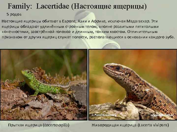  Family: Lacertidae (Настоящие ящерицы) 5 родов Настоящие ящерицы обитают в Европе, Азии и