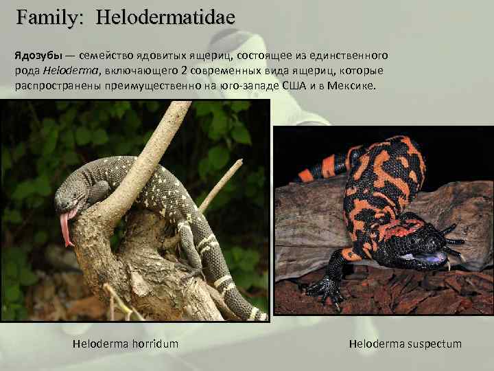  Family: Helodermatidae Ядозубы — семейство ядовитых ящериц, состоящее из единственного рода Heloderma, включающего