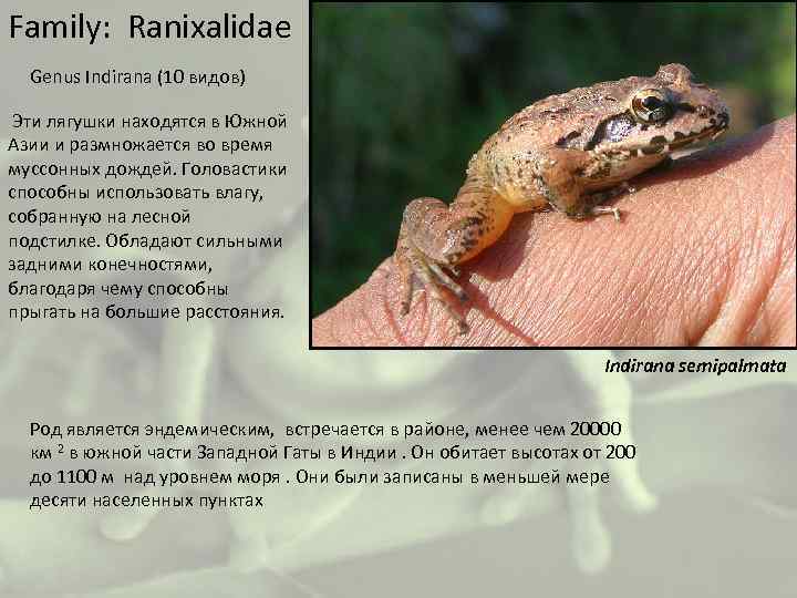 Family: Ranixalidae Genus Indirana (10 видов) Эти лягушки находятся в Южной Азии и размножается