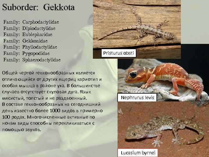Suborder: Gekkota Family: Carphodactylidae Family: Diplodactylidae Family: Eublepharidae Family: Gekkonidae Family: Phyllodactylidae Pristurus obsti