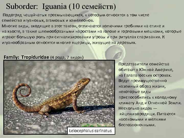  Suborder: Iguania (10 семейств) Подотряд чешуйчатых пресмыкающихся, к которым относятся в том числе