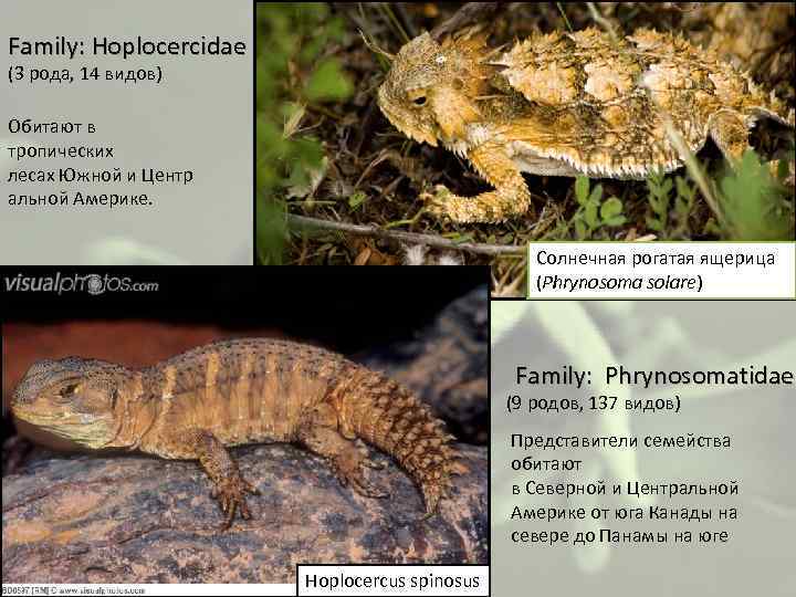 Family: Hoplocercidae (3 рода, 14 видов) Обитают в тропических лесах Южной и Центр альной