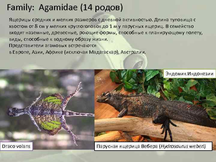 Family: Agamidae (14 родов) Ящерицы средних и мелких размеров с дневной активностью. Длина