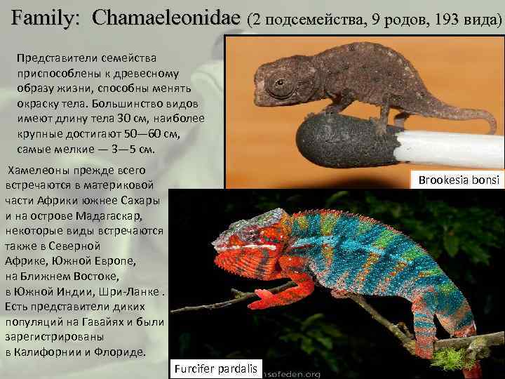  Family: Chamaeleonidae (2 подсемейства, 9 родов, 193 вида) Представители семейства приспособлены к древесному