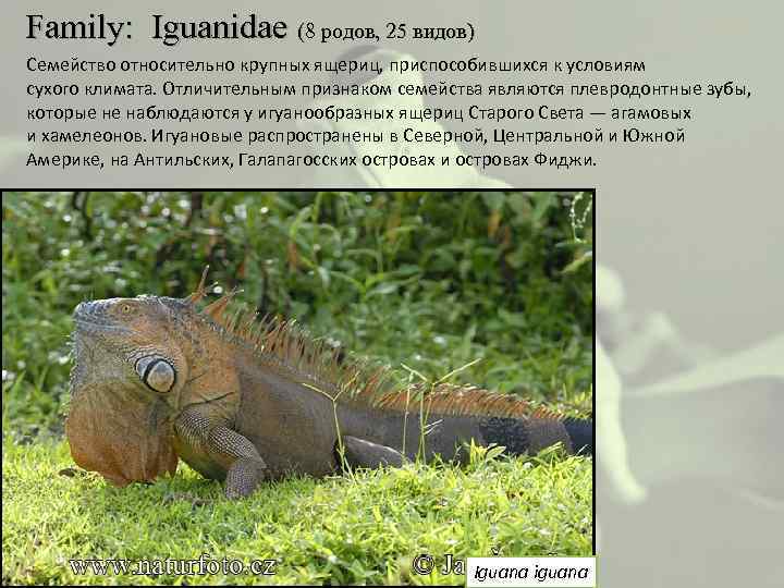 Family: Iguanidae (8 родов, 25 видов) Семейство относительно крупных ящериц, приспособившихся к условиям
