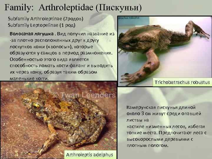  Family: Arthroleptidae (Пискуньи) Subfamily Arthroleptinae (7 родов) Subfamily Leptopelinae (1 род) Волосатая лягушка.