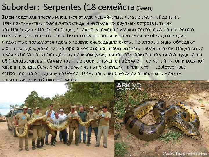 Suborder: Serpentes (18 семейств (Змеи) Змеи подотряд пресмыкающихся отряда чешуйчатые. Живые змеи найдены на