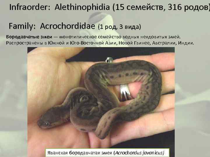  Infraorder: Alethinophidia (15 семейств, 316 родов) Family: Acrochordidae (1 род, 3 вида) Бородавчатые