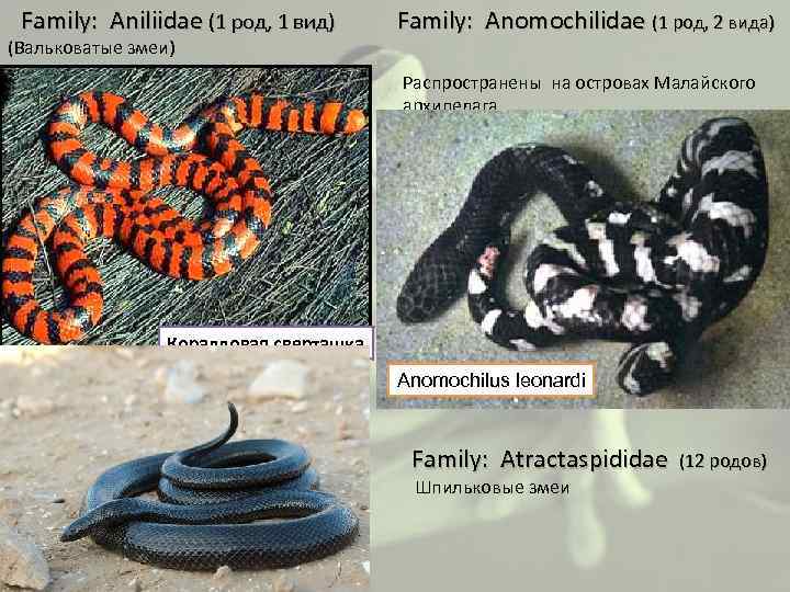  Family: Aniliidae (1 род, 1 вид) (Вальковатые змеи) Family: Anomochilidae (1 род, 2