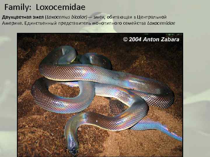  Family: Loxocemidae Двухцветная змея (Loxocemus bicolor)— змея, обитающая в Центральной Америке. Единственный представитель