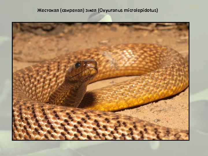 Жестокая (свирепая) змея (Oxyuranus microlepidotus) 