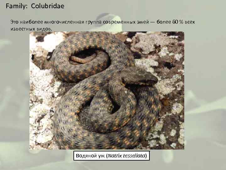  Family: Colubridae Это наиболее многочисленная группа современных змей — более 60 % всех