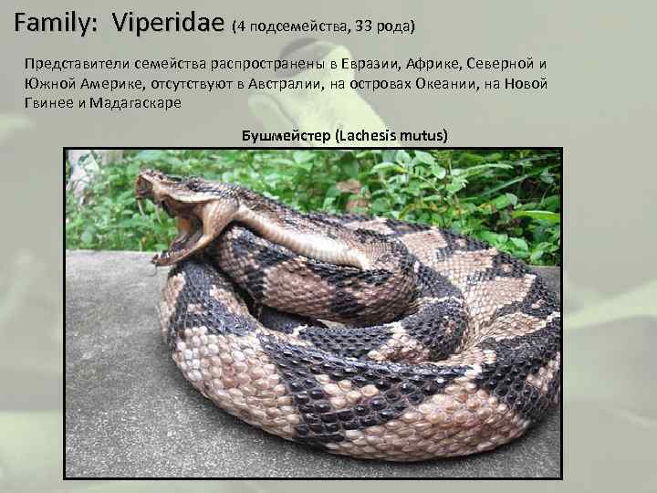  Family: Viperidae (4 подсемейства, 33 рода) Представители семейства распространены в Евразии, Африке, Северной