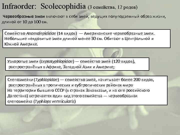 Infraorder: Scolecophidia (3 семейства, 12 родов) Червеобразные змеи включают в себя змей, ведущих полуподземный