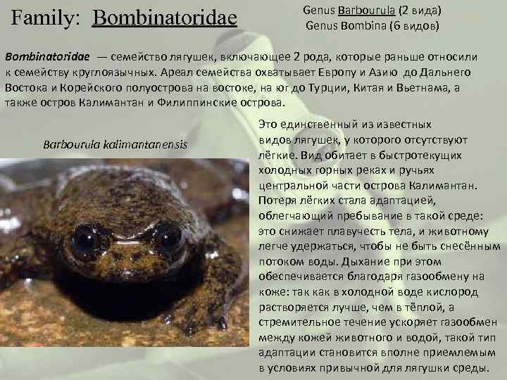  Family: Bombinatoridae Genus Barbourula (2 вида) Genus Bombina (6 видов) Bombinatoridae — семейство