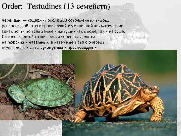 Order: Testudines (13 семейств) Черепахи — содержит около 230 современных видов, , распространённых в