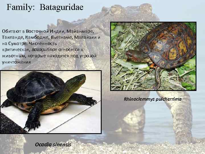  Family: Bataguridae Обитают в Восточной Индии, Майанмаре, Таиланде, Камбодже, Вьетнаме, Малайзии и на