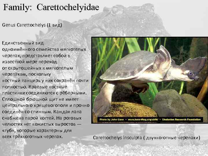  Family: Carettochelyidae Genus Carettochelys (1 вид) Единственный вид одноимённого семейства мягкотелых черепах, представляет