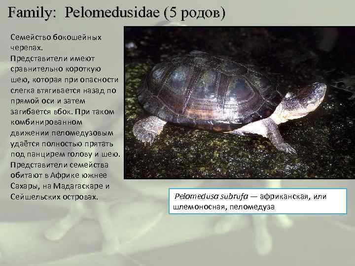  Family: Pelomedusidae (5 родов) Семейство бокошейных черепах. Представители имеют сравнительно короткую шею, которая