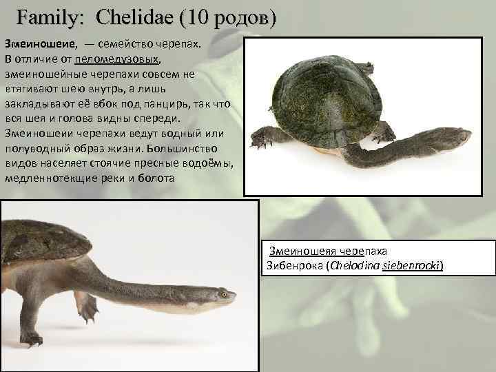  Family: Chelidae (10 родов) Змеиношеие, — семейство черепах. В отличие от пеломедузовых, змеиношейные