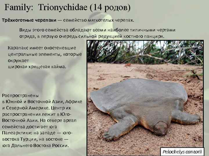  Family: Trionychidae (14 родов) Трёхкоготные черепахи — семейство мягкотелых черепах. Виды этого семейства