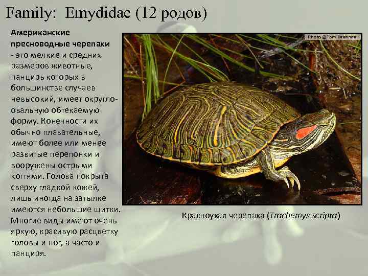  Family: Emydidae (12 родов) Американские пресноводные черепахи - это мелкие и средних размеров
